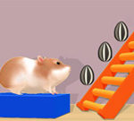 Hamster Stack Maze